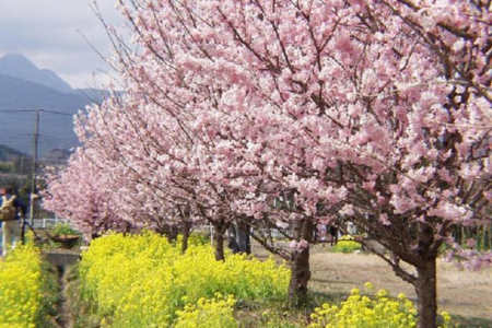 옛 오다와라를 탐방하고, 미나미아시가라의 벚꽃 구경을 즐겨보세요