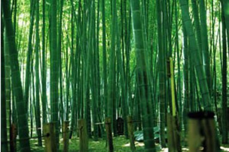 在鎌倉的傳統日本園林中穿越時空
