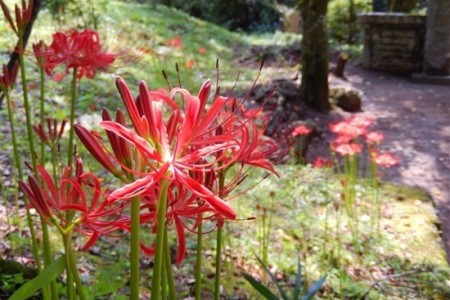 Autumn Spider Lilies and a Summit Hike in Isehara image