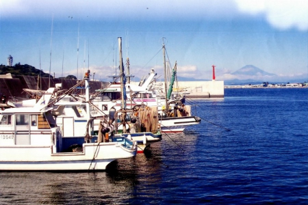 名産のシラスを買いに腰越漁港の朝市へ image