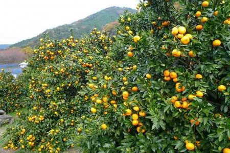 Aventure en extérieur : agriculture, cueillette des oranges à Matsuda et bien plus ! image