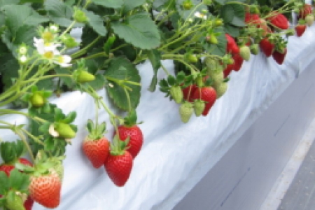 秦野市的草莓和溫泉 image