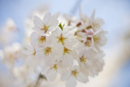 春天的樂趣：網島櫻花節和文化探索 image