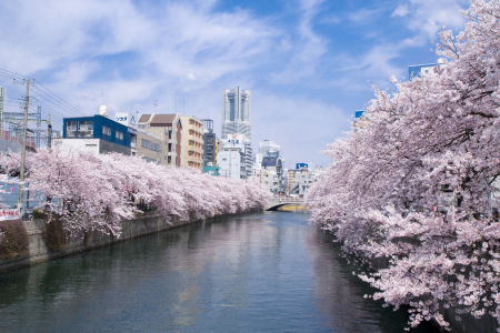 Des cerisiers en fleur le long du fleuve Ooka image