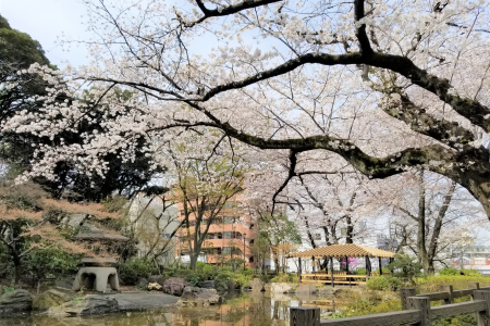 参观横滨的顶级樱花景点