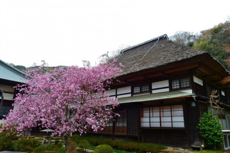 Genießen Sie die saisonale Schönheit der Kamakura-Tempel image