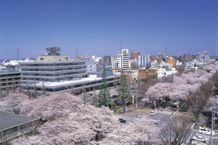 Visite des Sakura en automne à Sagamihara image
