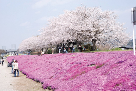 Sigue el Shibazakura rosa a lo largo del río Sagami image