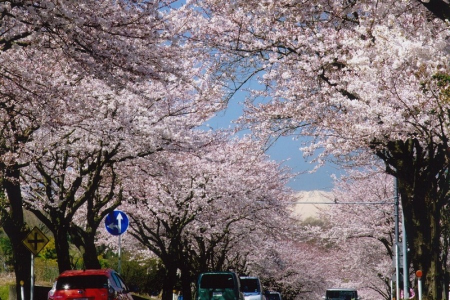 Visitez les points d&#039;observation de cerisiers en fleur les plus célèbres de Hadano image