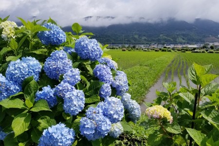 View the hydrangea flowers on Sakawagawa river~Kaisei machi Hydrangea festival~