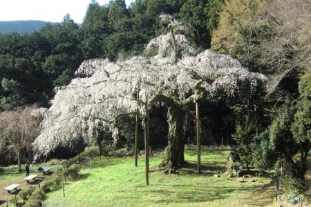 Templo Choukouzan Stroutaiji bajo las flores de cerezo en primavera