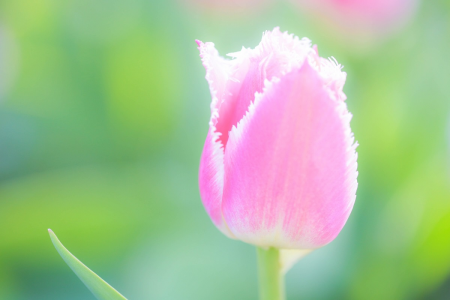ความงามของดอกไม้ท่ามกลางความหนาวเหน็บในฤดูหนาวในคามาคุระและเอะโนะชิมะ image