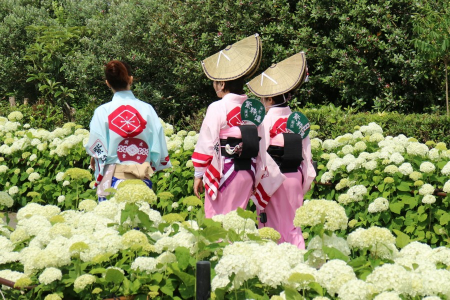 漫步在成千上萬的繡球花叢中，觀察民間藝術 image