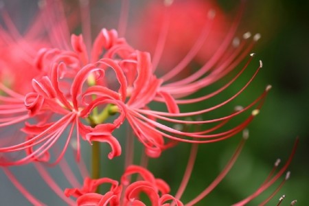 ฤดูใบไม้ร่วงสีแดงเข้มในฮิรัตสึกะพร้อมกับดอกลิลลี่แมงมุม