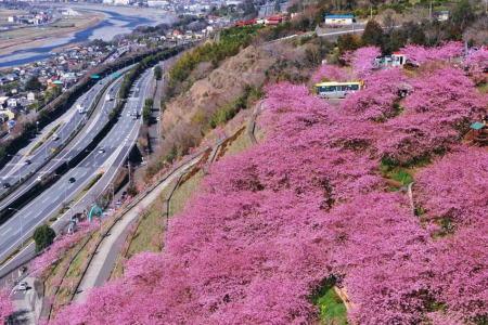 桜と梅のダブル競演　松田町の河津桜と曽我別所梅林　 image