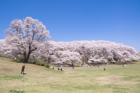 横浜市民の憩いの場、緑豊かな公園で日がな一日リフレッシュ image
