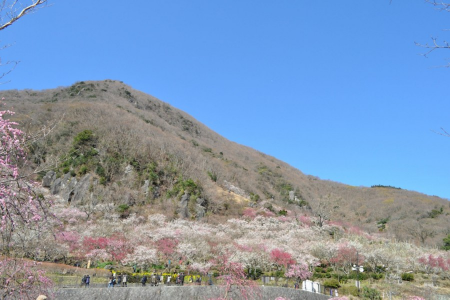 Admirez la nature de Kanagawa avec les pruniers en fleur, les chutes et les paysages de bord de mer image