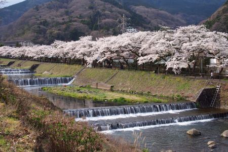 箱根的春天：樱花和博物馆的季节性展览