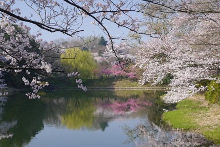 總持寺と三ツ池公園自然探訪 image