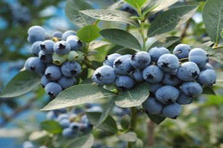 蓝莓采摘之旅和寒川神社散步 image