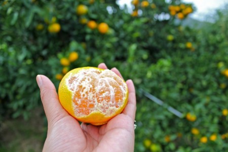 매화꽃 및 유가와라에서 오렌지 따기 image