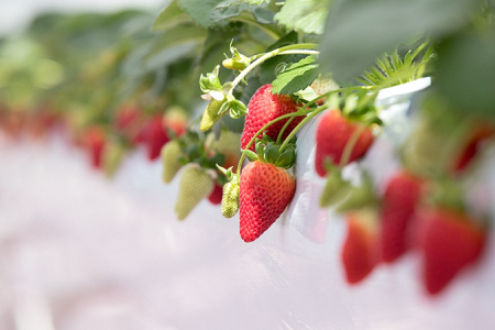 Détente en famille avec la cueillette des fraises et tours de manège dans le parc d&#039;attraction de Yokohama