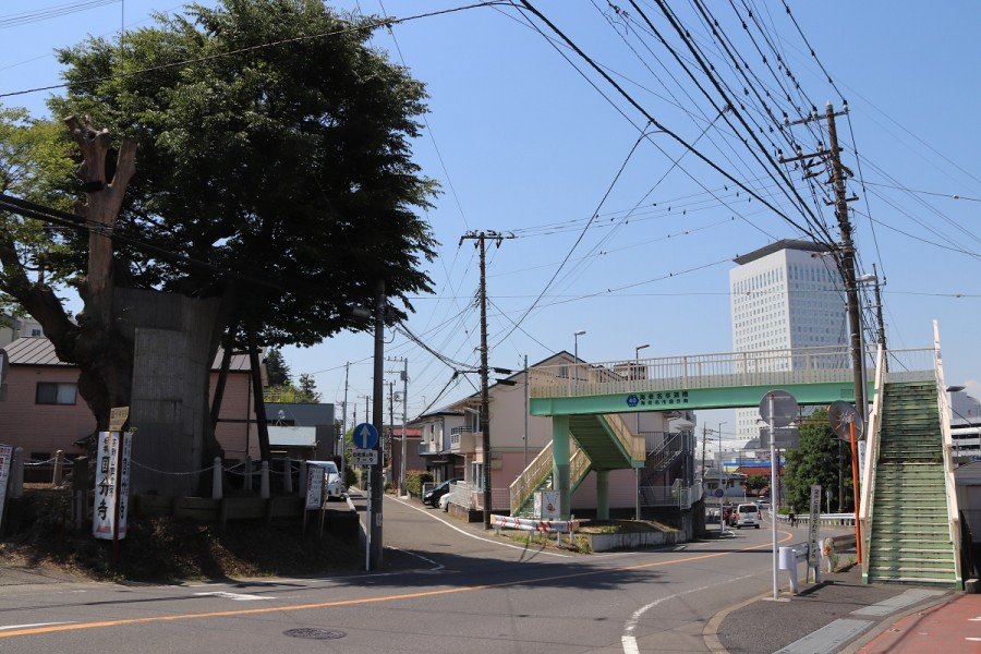 Explorez un parc et un arbre historique de l&#039;Époque Edo à Ebina
