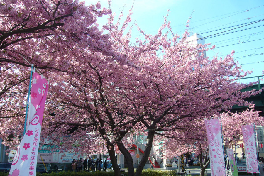 ชมดอกซากุระพันธุ์คาวาซุและดอกพลัมที่บานเร็วที่สุดในญี่ปุ่น