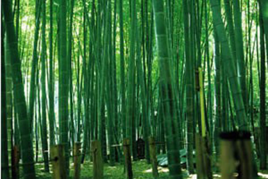 在鎌倉的傳統日本園林中穿越時空