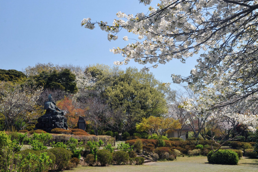 Vistas a las flores de cerezo en Kamakura