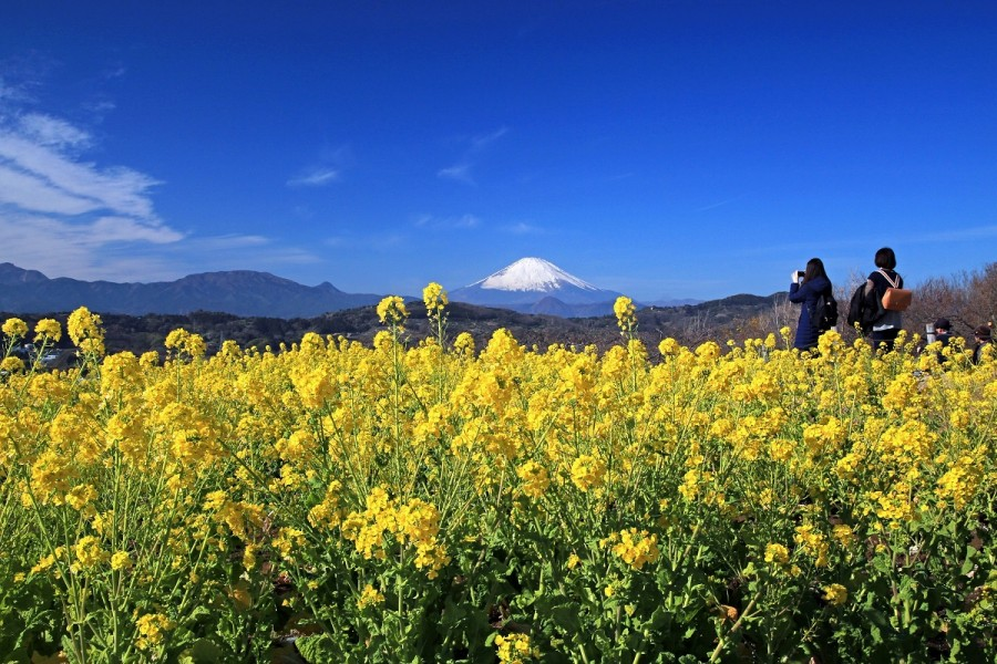 吾妻山公園・早咲きの菜の花ウォッチング