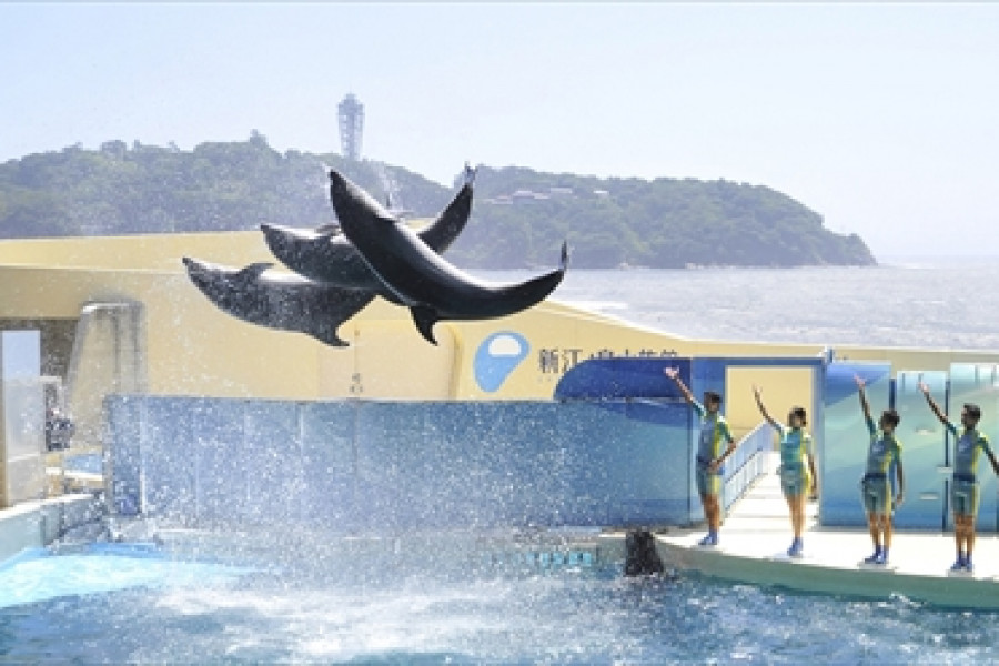 Enoshima Aquarium und rohe Sardinen-Reisschalen