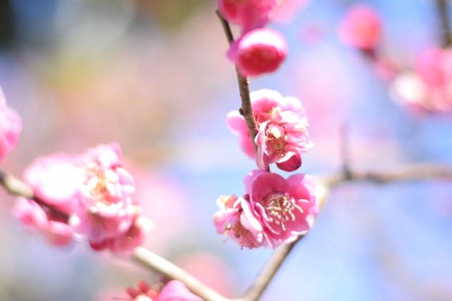 오다와라의 자두나무와 성을 유쾌한 봄 투어