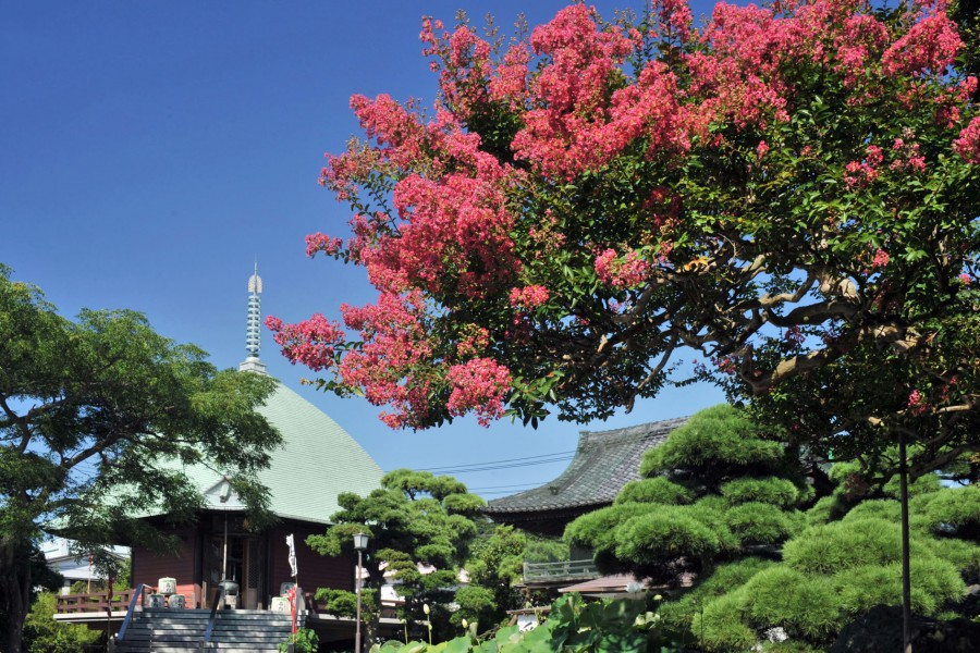 Flower Viewing and Kamakura Temple Visits in Spring
