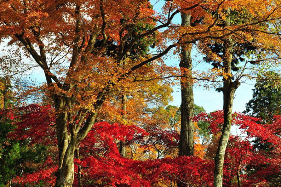 Un régal pour les yeux : l&#039;automne à Okuyugawara