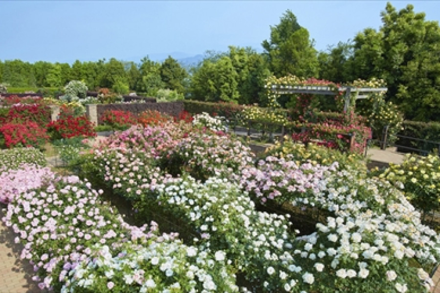 花菜ガーデン各種体験と湘南平の絶景