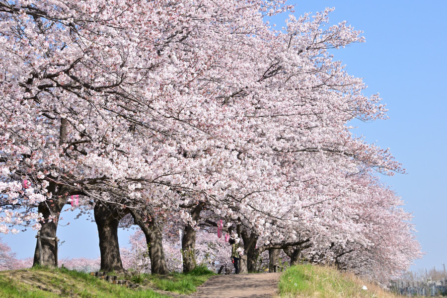 三川合流点の桜並木と富士山