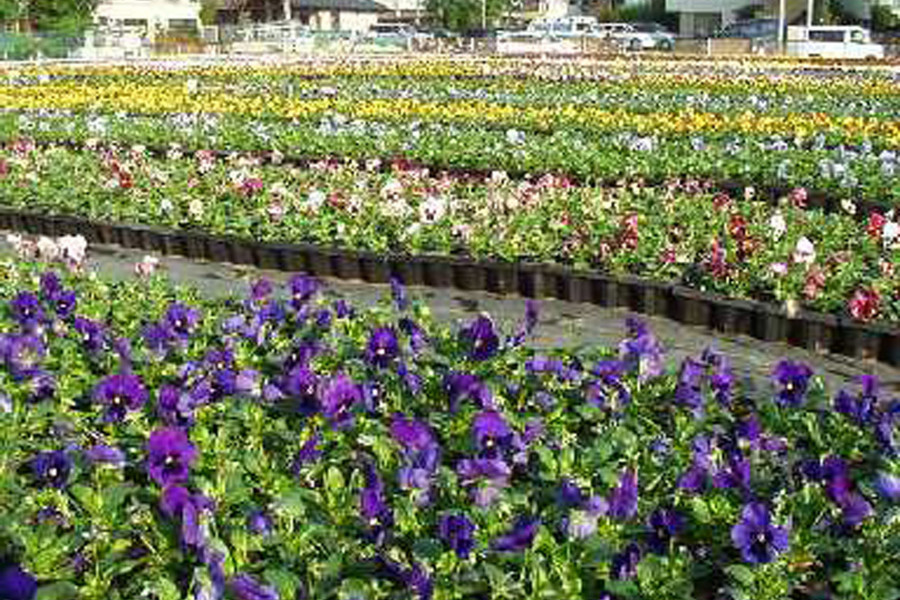 ทัวร์ชมดอกไม้และวัดในมุซาชิ-นากะฮาระ