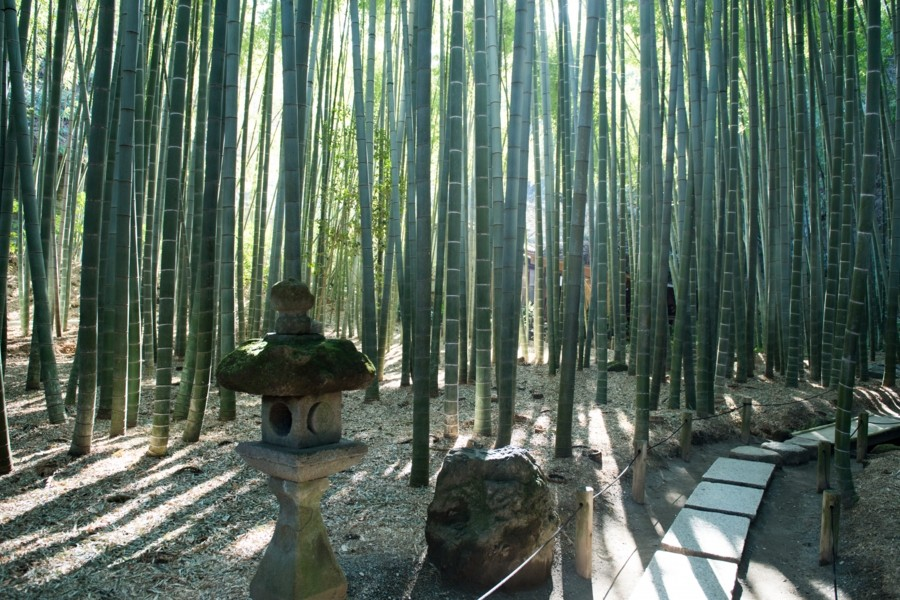 Meditieren Sie in Kamakuras ruhigem Bambushain