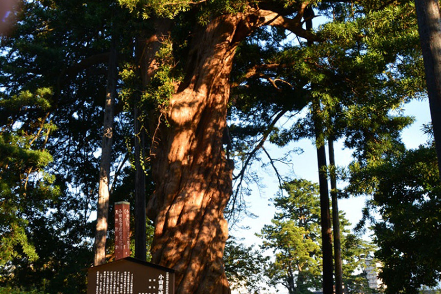 小田原城跡のイヌマキの巨木 ・実は知る人ぞ知るパワースポット
