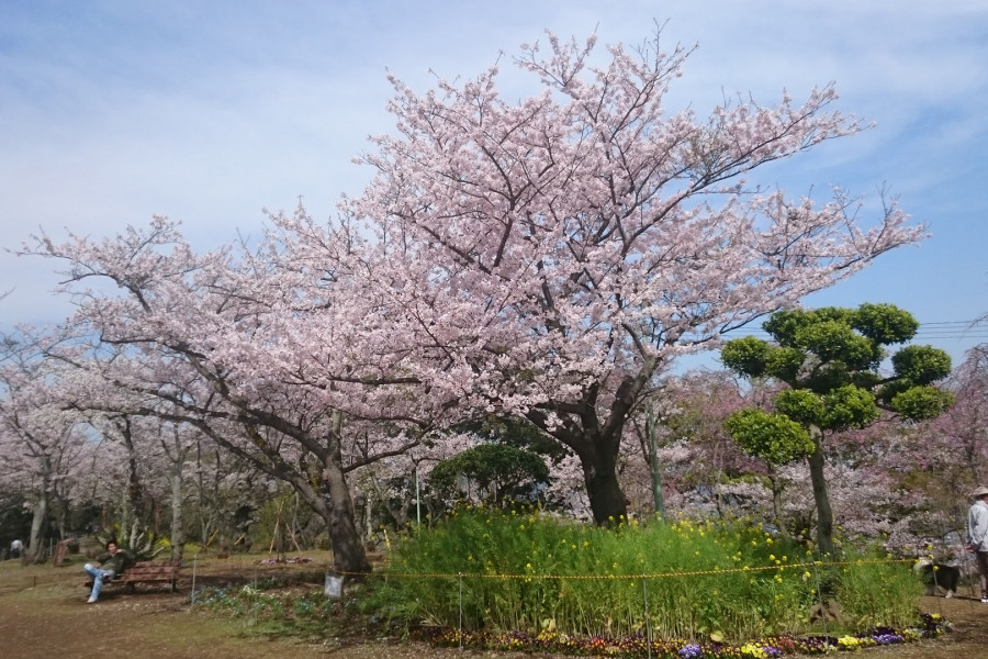 Los árboles de cereza de Yokosuka
