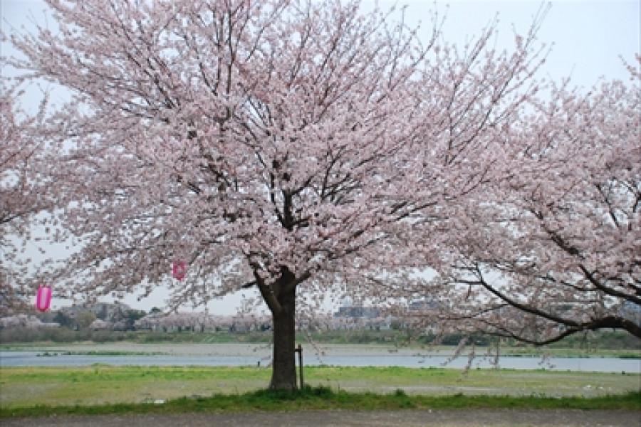 Eine Tour durch Ikimono-gakari im Frühling