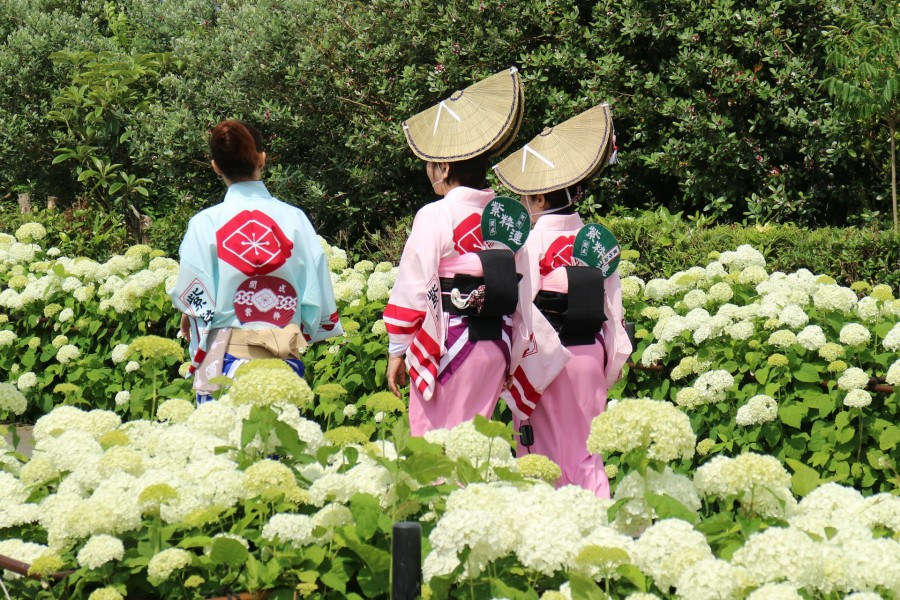 漫步在成千上萬的繡球花叢中，觀察民間藝術