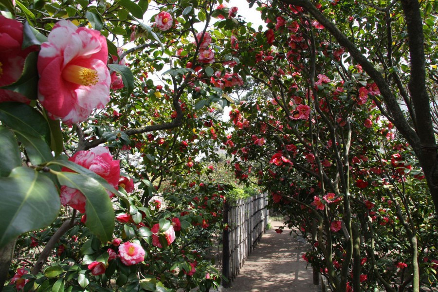 สัมผัสเสน่ห์แห่งชิกาซากิ: ดอกไม้ พิพิธภัณฑ์ และธรรมชาติ