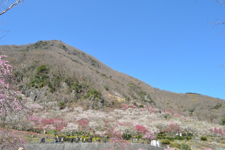 欣赏神奈川的梅花、瀑布和海边的自然风光