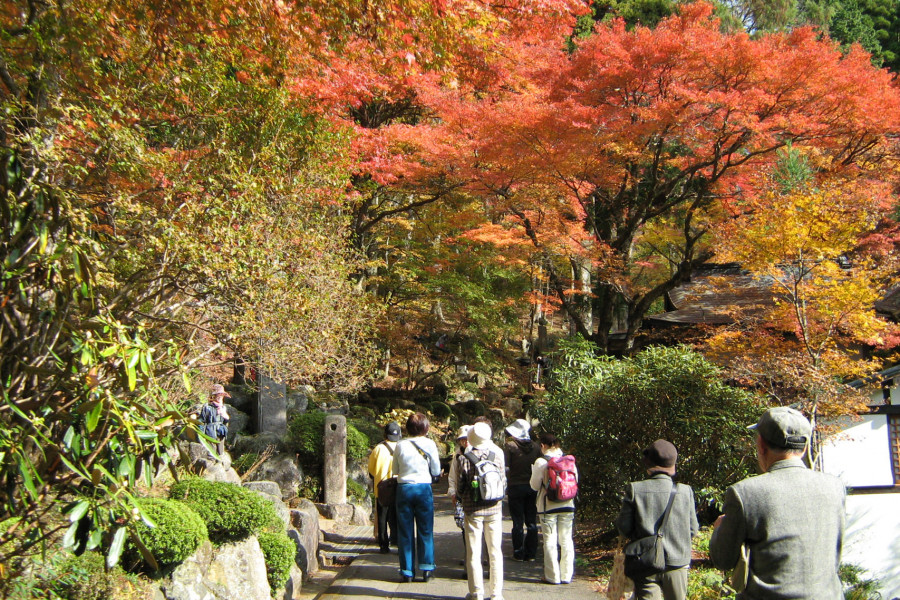 Malerische Herbsttage in Sengokuhara