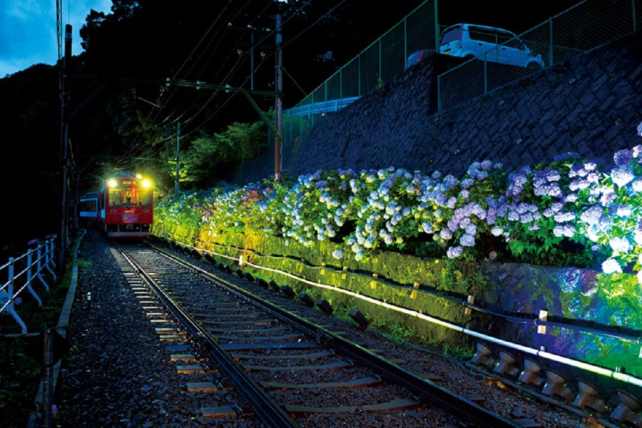 乘坐火车穿越色彩斑斓的绣球花，欣赏箱根的艺术