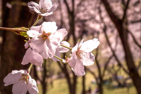 Mùa xuân ở Kanagawa