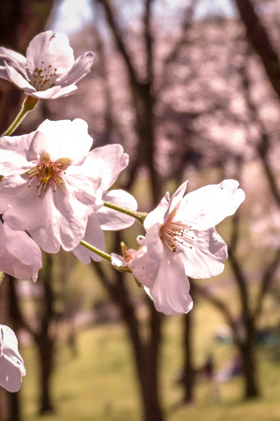 神奈川的春天