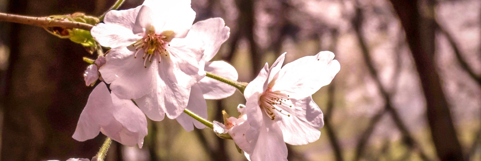Frühling in Kanagawa